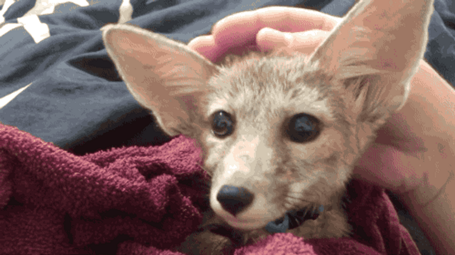Human Petting Cute Small Fox GIF