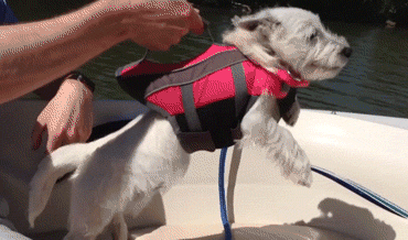 Human Pranks Dog To Fly GIF