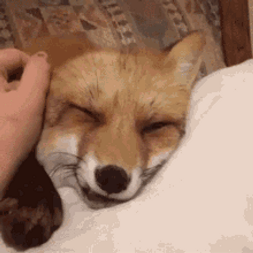 Human Stroking Cute Fox's Head GIF