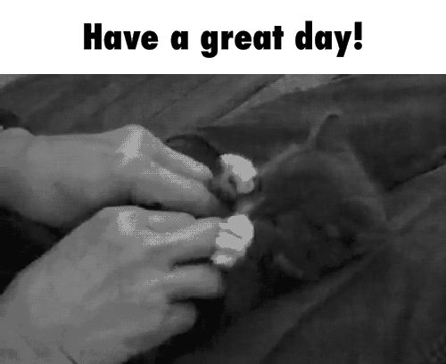 Human Tickling Cute Kitten GIF