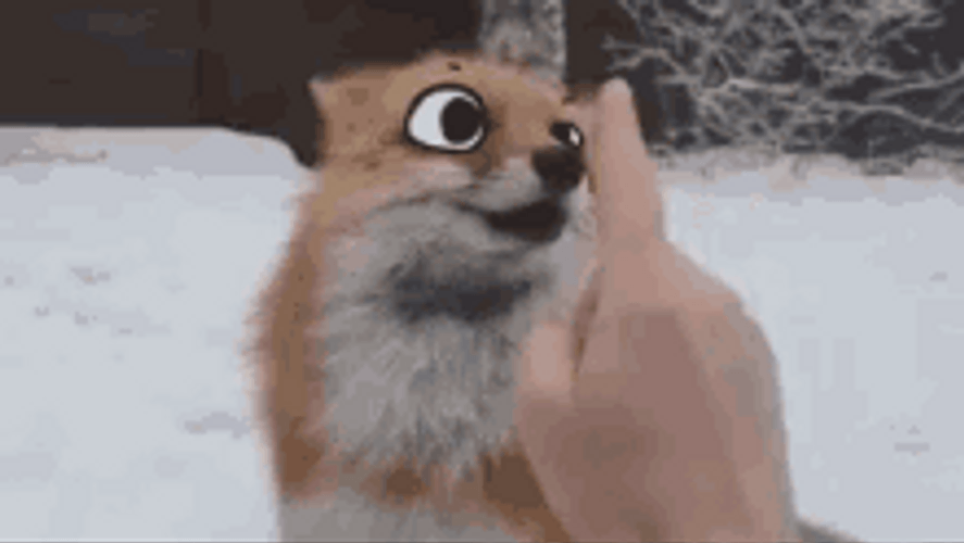 Human Touching Cute Fox With Cartoon Eyes GIF