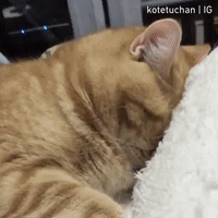 Human Trying To Wake Up Sleepy Cat GIF