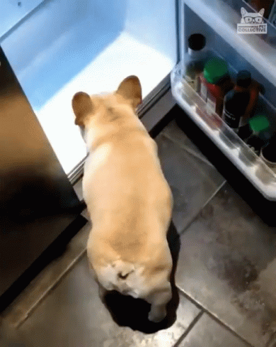 Humidity Dog Entering Refrigerator GIF