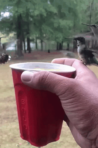 Hummingbird Drinking In A Cup Of Water GIF