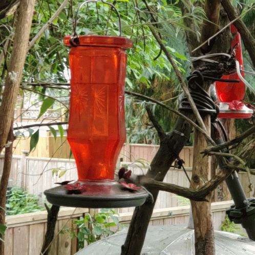 Hummingbird Drinking Water GIF