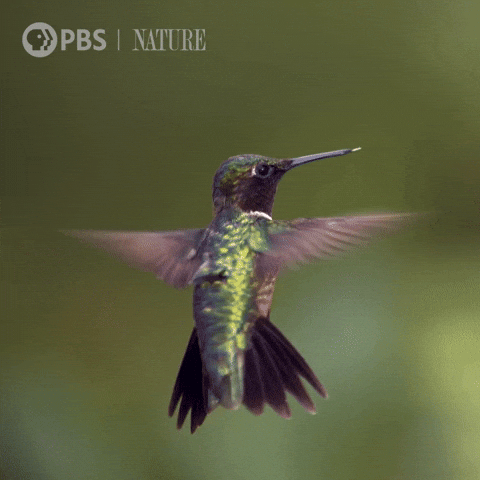 Hummingbird Flapping Its Wings GIF