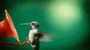 Hummingbird In A Nectar GIF