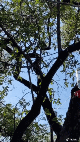 Hummingbird On A Bird Lamp Tree GIF