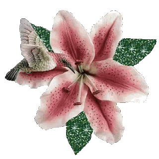 Hummingbird on Pink Flower