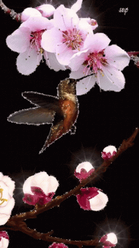 Hummingbird Perched On Flower Branch GIF
