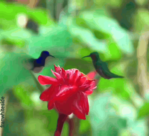 Hummingbird Perched On Red Flower Blurry Photo By Franwihl.de GIF
