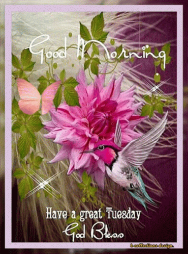 Hummingbird Pink Flower Good Morning Have Great Tuesday God Bless