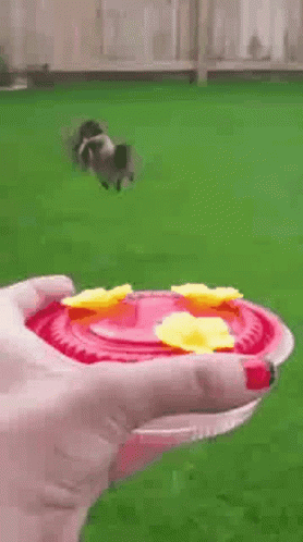 Hummingbird Sipping Nectar Water GIF