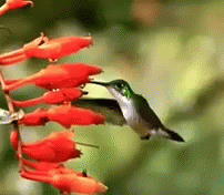 Hummingbird Sipping Nectars GIF