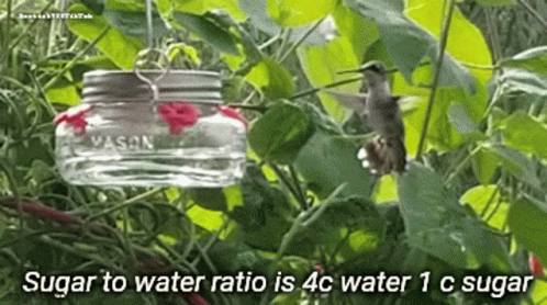 Hummingbird Sugar And Water Ratio GIF