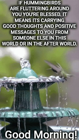 Hummingbirds Good Morning Birds GIF