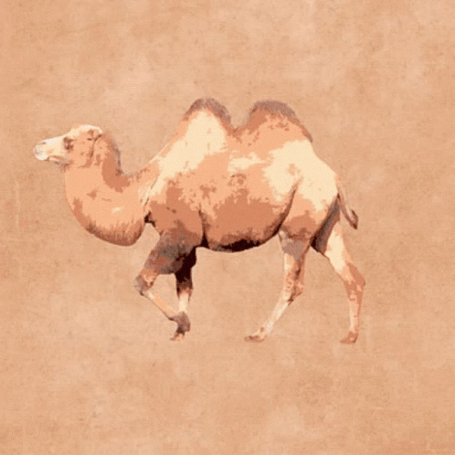 Hump Day Wednesday Camel Portrait GIF