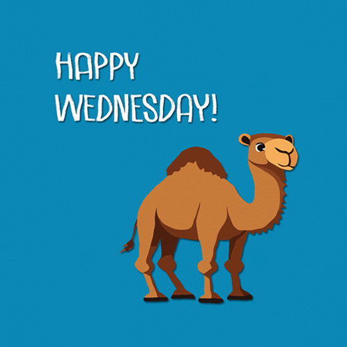 Hump Day Wednesday Chill Camel GIF
