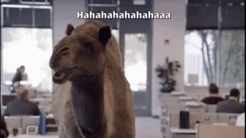 Hump Day Wednesday Talking Camel GIF