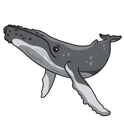 Humpback Whale Swimming