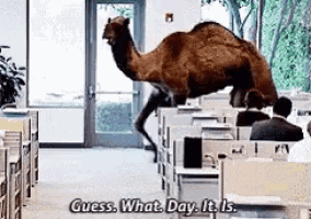 Humpday Guesswhatday Gif GIF