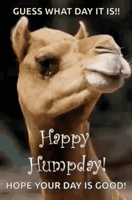 Humpday Wednesday Gif GIF