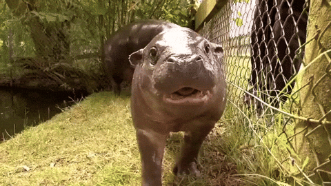 Hungry Baby Hippo Approaching GIF