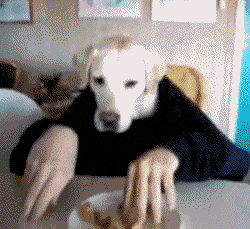 Hungry Butter Dog GIF