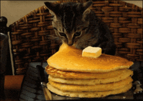 Hungry Cat Eating Pancakes GIF