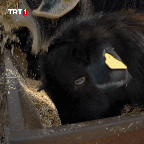 Hungry Cute Cows Eating GIF