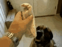 Hungry Dog Eating Burrito GIF