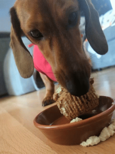 Hungry Eating Wiener Dog GIF