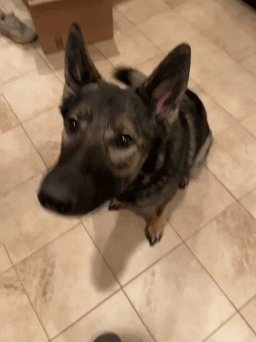 Hungry German Shepherd GIF