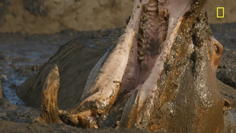 Hungry Hippo Bathing In Mud GIF