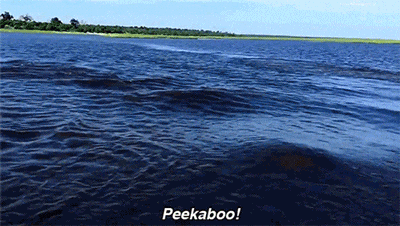 Hungry Hippo Chasing Boat Peekaboo GIF