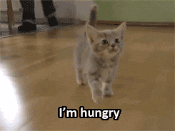 Hungry Hippo Cute Little Kitten GIF