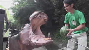 Hungry Hippo Fed With Watermelon GIF