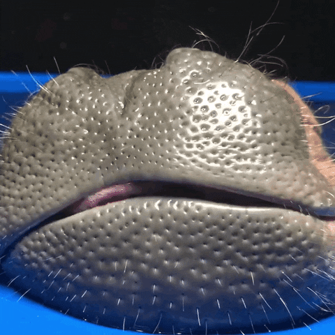 Hungry Hippo Mouth Licking GIF