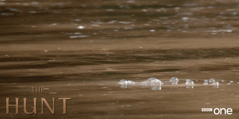Hungry Hippo Peeking Above Water GIF