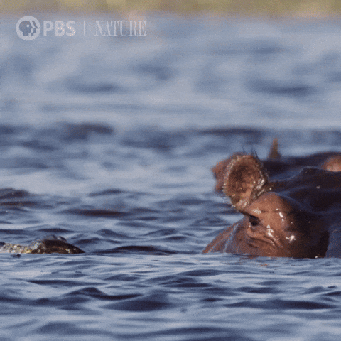 Hungry Hippo Soaking In River GIF