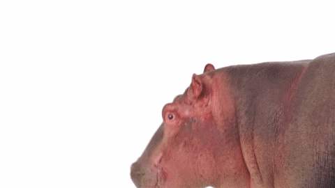 Hungry Hippo Well Hello There GIF