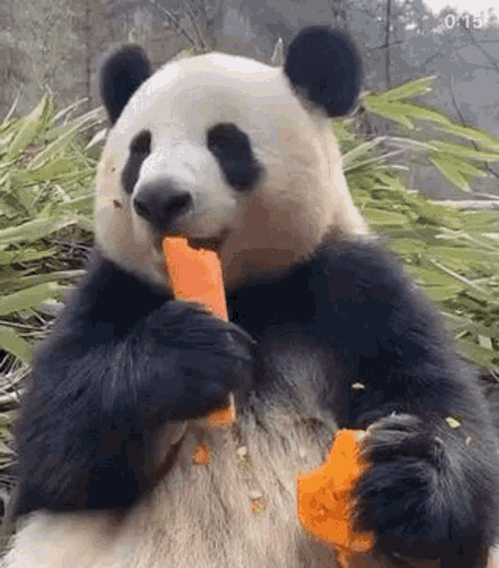 Hungry Panda Eating Carrot GIF