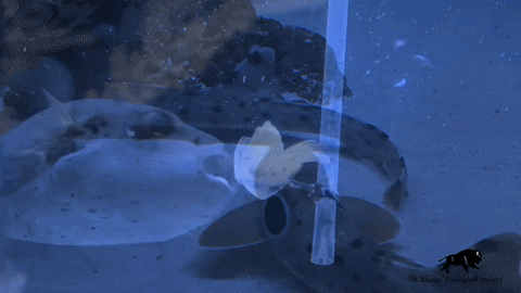 Hungry Pufferfish Jellyfish GIF