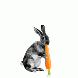 Hungry Rabbit Chomp Carrots GIF