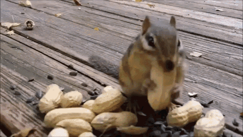 Hungry Squirrel Chubby Cheeks GIF