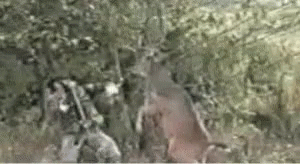 Deer Attacking Hunting Man GIF