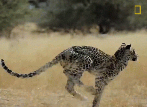 Enigmatic Leopard Hunting For Food GIF