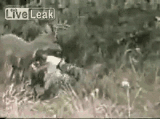 Hunting Mishap Deer Attacking Hunter GIF