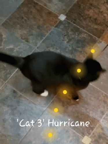 Hurricane Cat GIF