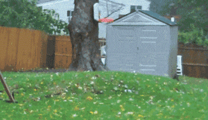 Hurricane Patrick Meme GIF